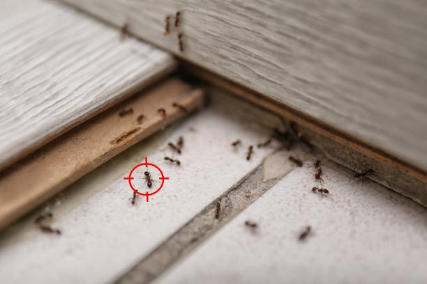Conesus Lake, NY Pest Control Company